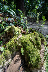 Beautiful green moss on the big tree roots, Big tree draped with Club Moss in Rainforest.