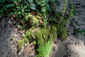 Naklejka na ściany i meble Beautiful green moss on the big tree roots, Big tree draped with Club Moss in Rainforest.