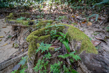 Beautiful green moss on the big tree roots, Big tree draped with Club Moss in Rainforest.
