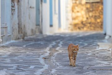 Feral cat on an Greek island