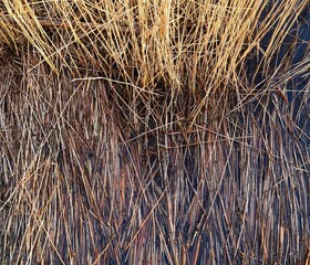 Fototapeta premium Reeds in the water