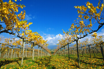 Naklejka premium closeup of grapevines in autumn, fall, with yellow, ornage leaves, near San Gimignano in Chianti region, Tuscany, Italy