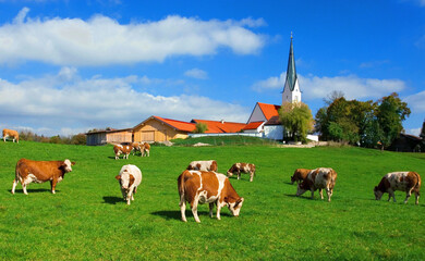 cow herd on pasture, village of Kirchbichl, Upper Bavaria, Germany, Europe