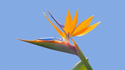 close up of a single blossom of a bird of paradise or crane flower (Strelitzia reginae) La Palma,...