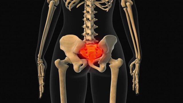 Medical animation of the sacrum and coccyx bone pain