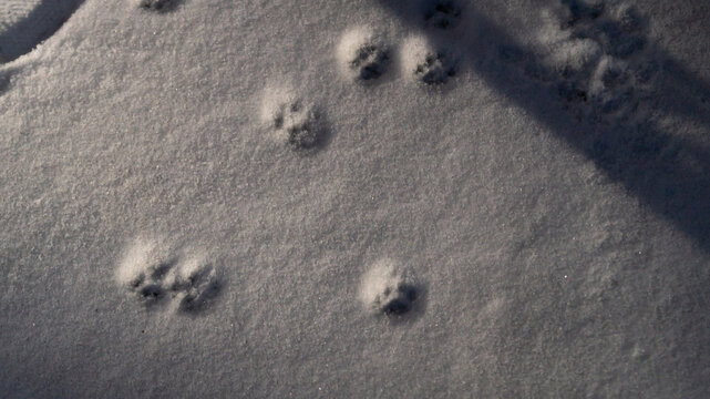 Animal tracks in the snow. The animal left a trail in the snow. Cat footprints