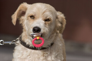 portrait of a small dog, breed unknown,  with comforter, dummy, soother in his mouth