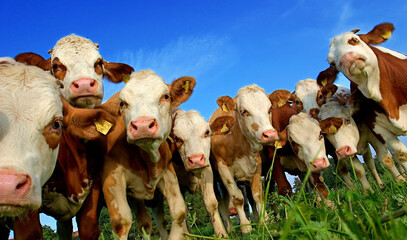 herd of  dairy cows, cattle, on the pasture, curiously watching the photographer, somewhere in...