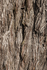 Sequoia tree bark detail texture 
