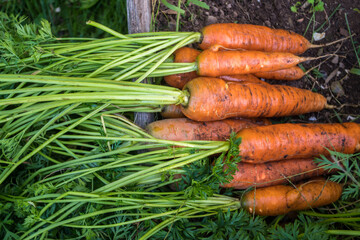 Carrots freshly pulled 5754