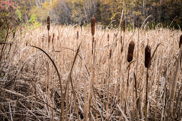 Cattails in the Fall