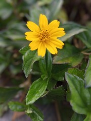 yellow flowers with blurred leaf background