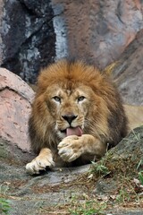 前脚を舐めるオスのライオン