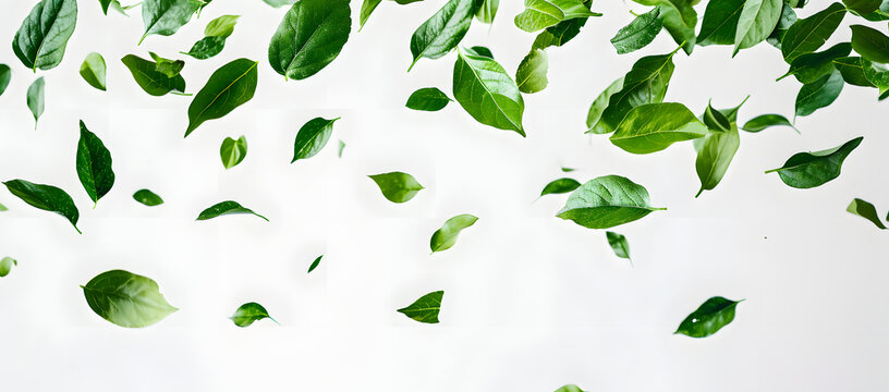 green leaves on a white background	