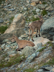 Little wild ibex cub in the Italian Alps