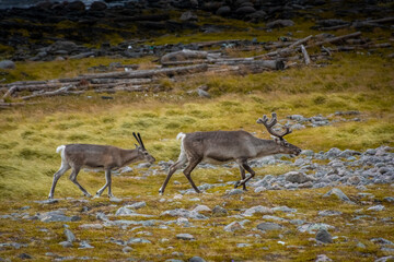 Naklejka na ściany i meble Couple of wild reindeer in the tundra of Knivskjellodden, Norway