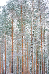 Fototapeta premium Beautiful snowy forest, winter landscape in Finland