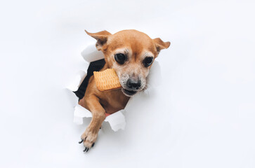 Funny brown small dog toy terrier with a paw reaches for food and holds a large cookie in his...