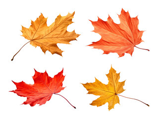 Fototapeta premium Autumn Leaf Set Isolated on Transparent Background 