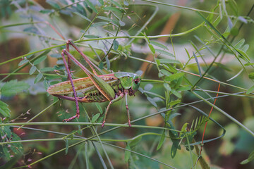 Gray grasshopper or variegated grasshopper or spotted grasshopper lat. Decticus verrucivorus is a...