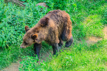 Wild Brown Bear Ursus Arctos in the summer forest. Animal in natural habitat. Wildlife scene