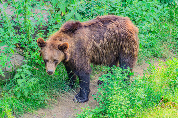 Wild Brown Bear Ursus Arctos in the summer forest. Animal in natural habitat. Wildlife scene