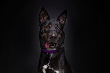 studio shot of a cute dog on an isolated background
