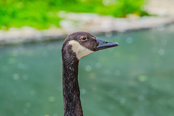 close-up of the head of a goose