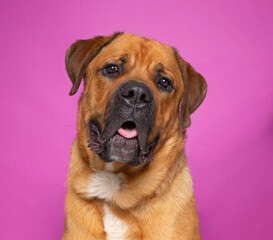 studio shot of a cute dog on an isolated background