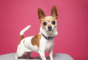 studio shot of a cute dog on an isolated background - 708192825