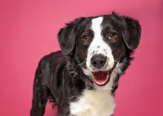 studio shot of a cute dog on an isolated background