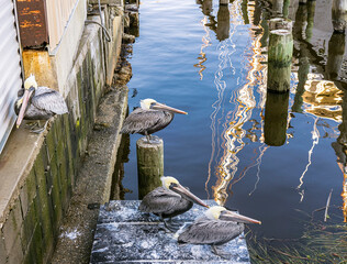 Four gray pelicans resting at a pier with the wavy reflection of a mast.