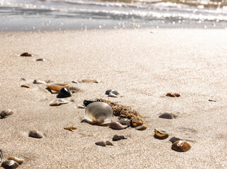 Fototapeta na wymiar Shells scattered on a beach with waves in the background.
