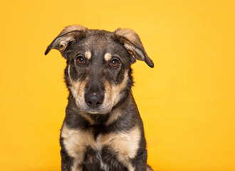 studio photo of a cute dog in front of an isolated background
