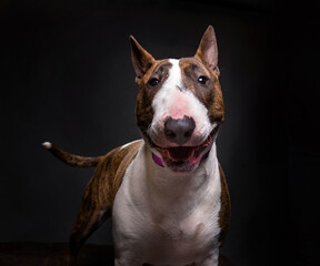 studio shot of a cute dog on an isolated background