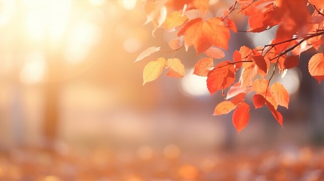 close up of colorful yellow leaves in autumn. Maple leaves fall in autumn. for background image.