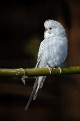 Parakeet  on a light blue branch.