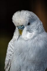 Budgerigar light blue portrait in detail.