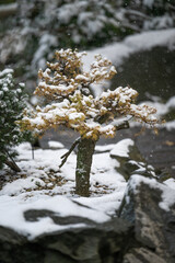 A snowy planted larch bonsai.