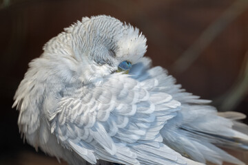 A light blue parakeet is napping.