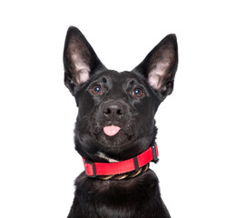 studio shot of a cute dog on an isolated background