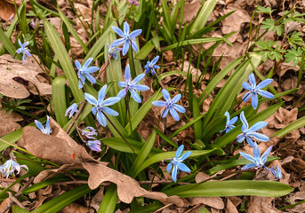 A group of blue flowers, close-up - Powered by Adobe