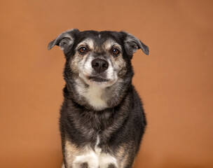 studio shot of a cute dog on an isolated background