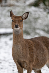 Female Sika vietnamese outdoors in winter.
