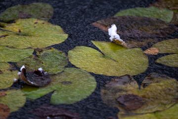 Water lily leaves frozen in a crust of ice.