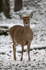 Female Sika vietnamese outdoors in winter.