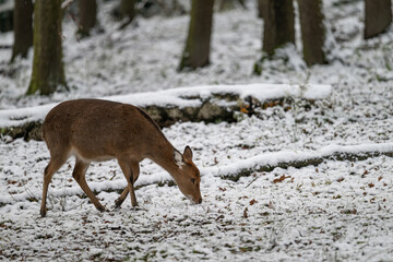 Female Sika vietnamese outdoors in winter.