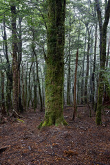 Vertical forest background with trees