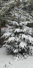 Snow on the branches of a spruce in the winter forest.