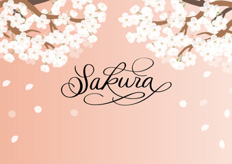 満開の桜の花の背景イラスト